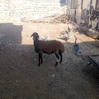 بره قوچ افشار همو