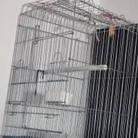 ۲ عدد قفس کاسکویی سالم بزرگ ضمانتی در حد