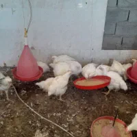 مرغ گوشتی زنده