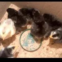 جوجه برهما فول کیفیت