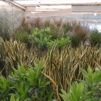 گل و گیاه آپارتمانی|گل و گیاه طبیعی|ری, بازار گل خاوران|دیوار