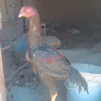 خروس لاری