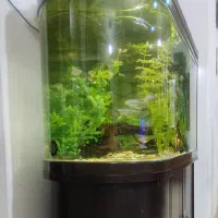 آکواریم یو شکل شرکتی