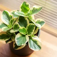 مشاوره ی تخصصی ی تولیدی گلهای آپارتمانی|خدمات پیشه و مهارت|شهریار, شهریار|دیوار