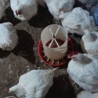 مرغ گوشتی|حیوانات مزرعه|قزوین, |دیوار