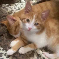 واگذاری رایگان گربه