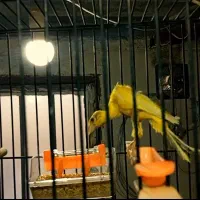 قناری یلو فاکتور|پرنده|مشهد, شفا|دیوار