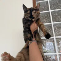 گربه واگزاری دو تا