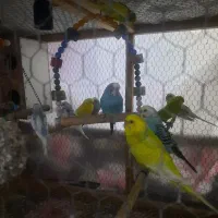 مرغ عشق های رنگابارنگ|پرنده|بابل, |دیوار