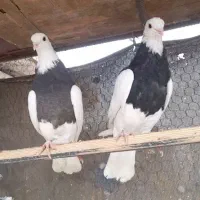 جوانه طوقی|پرنده|رباط‌کریم, مسکن مهر آبشناسان|دیوار