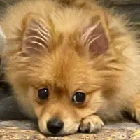 سگ پامر روباهی|سگ|ارومیه, |دیوار