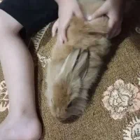 خرگوش لوپی|موش و خرگوش|تربتحیدریه, کوی شهید احمدزاده ملکی|دیوار