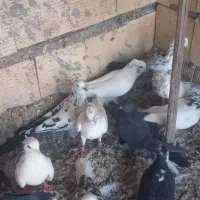 کبوتر پرشی چاهستان بارجدید