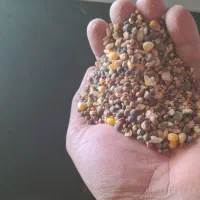 مخلوط کبوتری سپهردانه