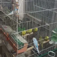 مرغ عشق دورگه