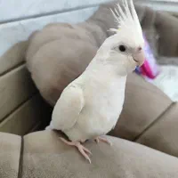 عروس هلندی گم شده