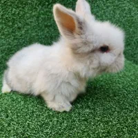 خرگوش لوپ اصیل هلندی از بهترین نژاد|موش و خرگوش|ساری, |دیوار