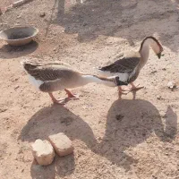 قوغاز فروشی