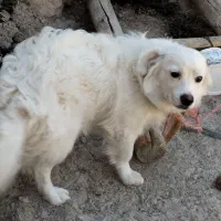 سگ شیتزو پامر