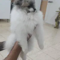 پامر خرسی دو سر اصیل پاندایی