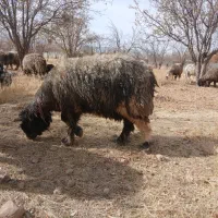 فروش،میش،بختیاری قنقر|حیوانات مزرعه|ارژن, |دیوار