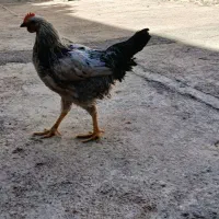 چهارعددخروس پنج ماهه