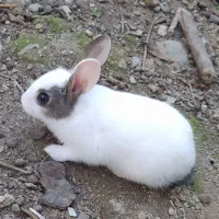 خرگوش خونگی دستی با مزه|موش و خرگوش|کردکوی, |دیوار