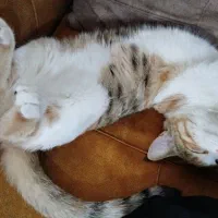 واگذاری|گربه|قوچان, |دیوار