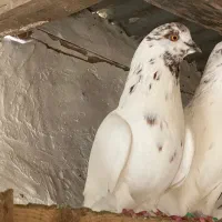 کبوتر|پرنده|رشت, لاکان شهر|دیوار