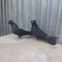 یک جفت نرو ماده زاغ کاکل آبادانی پرشی میل بازیکن