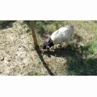 نیمچه بز ماده سالم و زرنگ علف خور بشرط|حیوانات مزرعه|رشت, حومه رشت|دیوار