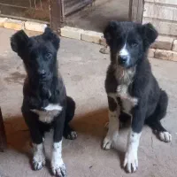 توله سگ مادر سرابی پدر قدر جونی