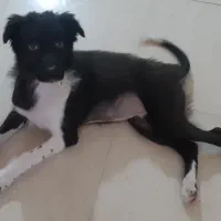 توله سگ قدرجونی ماده