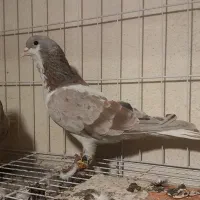 کبوتر.کفتر.پرنده