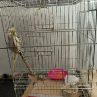 عروس هلندی فول دستی