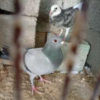 کبوتر پلاکی|پرنده|آبپخش, |دیوار