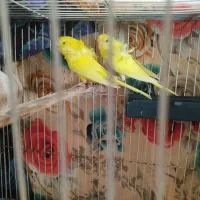 مرغ عشق|پرنده|ایرانشهر, |دیوار