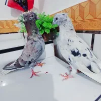 پرنده رنگی|پرنده|باوی, |دیوار