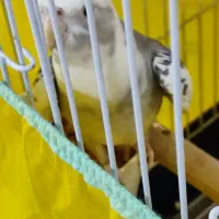 عروس هلندی نر آلبینو دوکت|پرنده|احمدآبادمستوفی, |دیوار