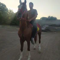 اسب عرب یه سر پنج نشان شش دونگ|اسب و تجهیزات اسب‌سواری|ارومیه, |دیوار