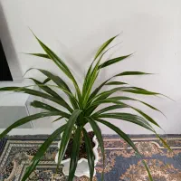 گل زیبا و شاداب