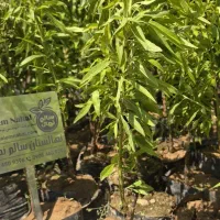 نهال گردو پربار و مقاوم مناسب مناطق سردسیرو معتدل