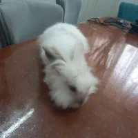 خرگوش لوپ ماده|موش و خرگوش|ساری, |دیوار