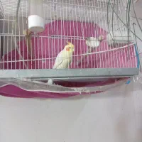 عروس هلندی تک و جفت