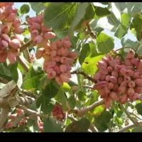 باغ پسته ابتدای هفت باغ