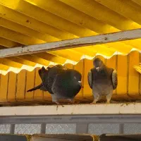 کبوتر کاشانی