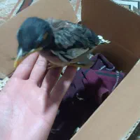 جوجه مرغ مینا