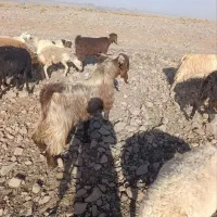 بزغاله جوان