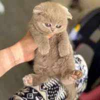 اسکاتیش لیلاک دوماهه