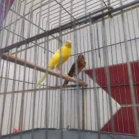 ماده قناری|پرنده|بندر ماهشهر, |دیوار